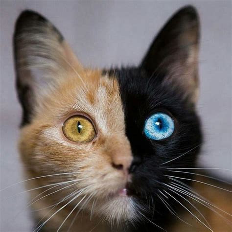 odd eyed cat